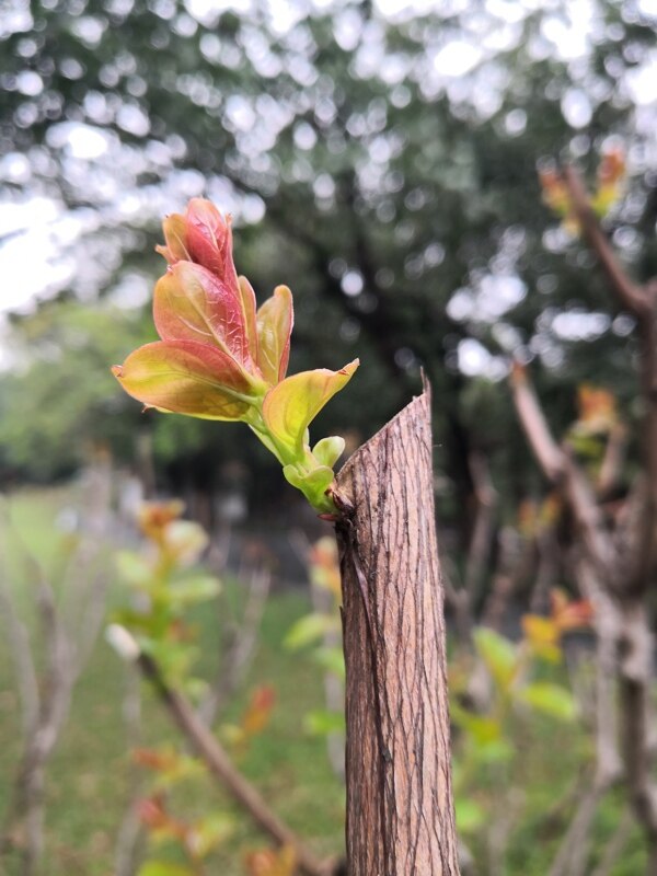 发芽的海棠树