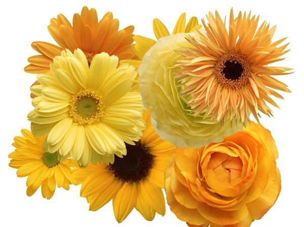 精美漂亮黄色花朵图片