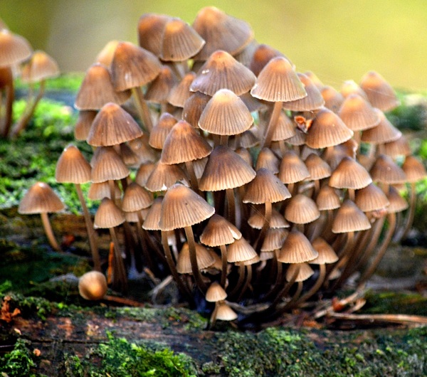 自然小蘑菇