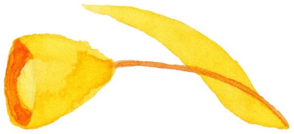 金黄色花束图片素材