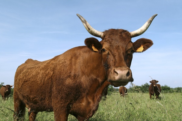 草地上的牛群图片