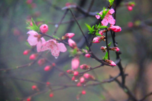 桃花图片