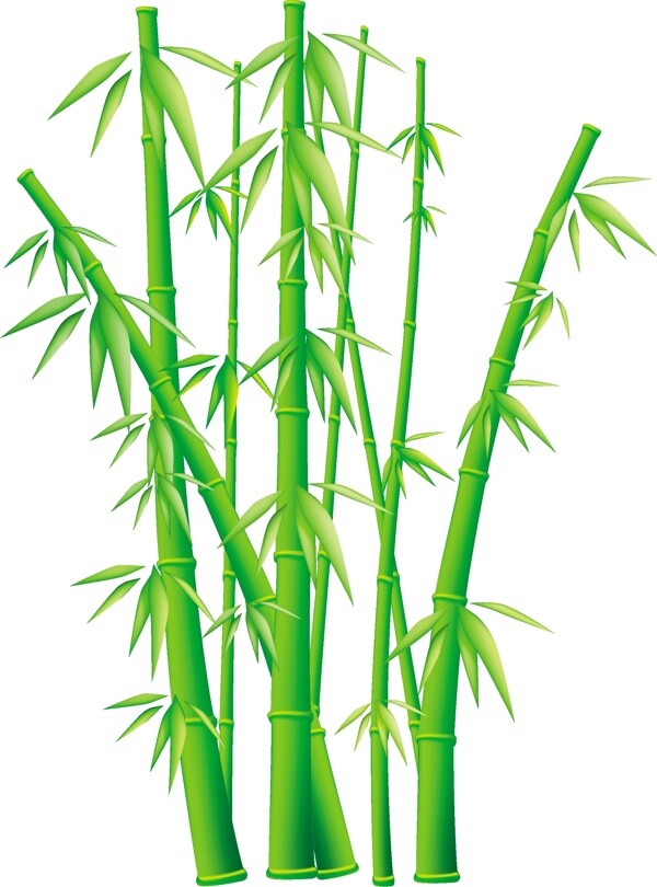 翠绿的竹子矢量图