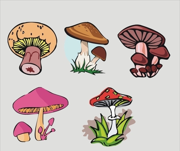适量蘑菇图片