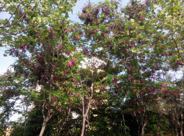 香槐花图片