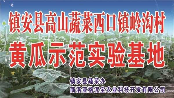 黄瓜种植基地