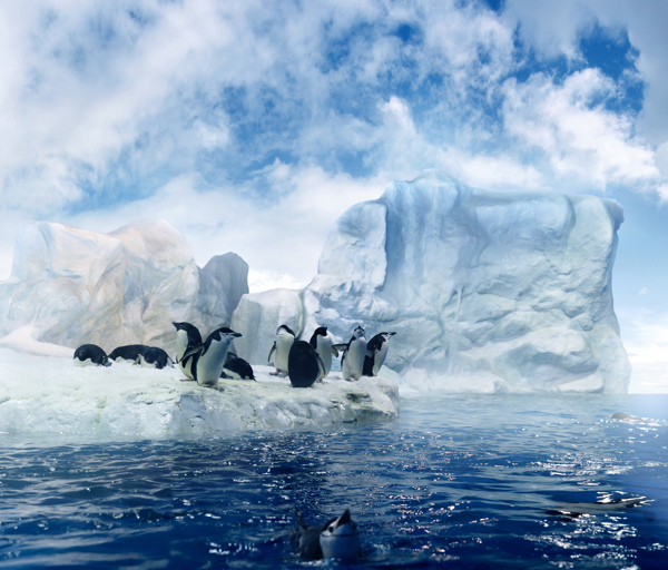 南极冰川企鹅高清图片