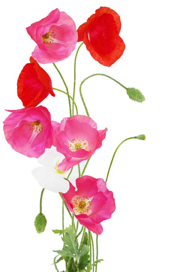 美丽罂粟花图片