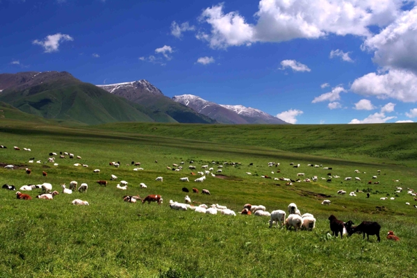 山下草地羊群风景图片