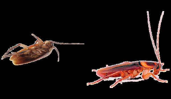 两只红蟑螂免抠png透明图层素材