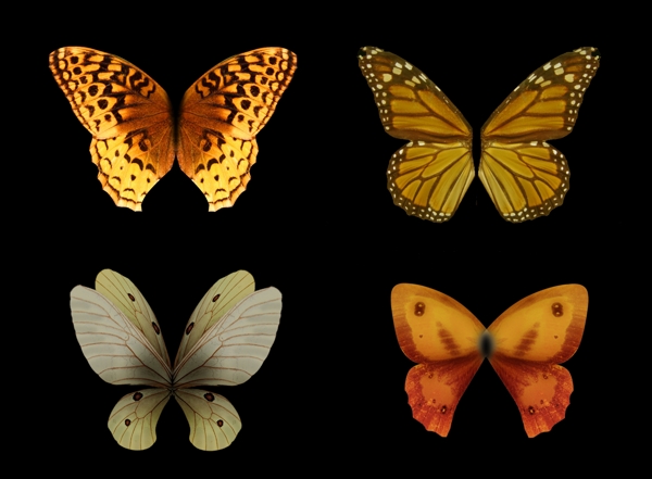 四款高分辨率蝴蝶翅膀图片