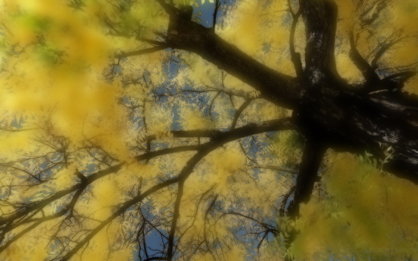 唯美黄叶树木图片