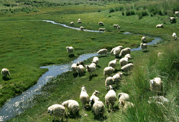 青海金银滩草原上的羊群图片