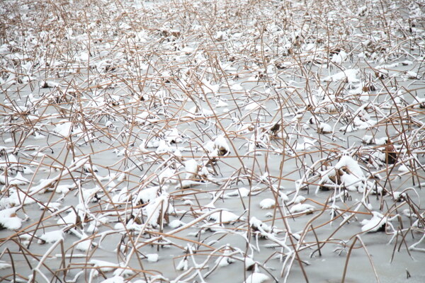 荷塘冬雪图片