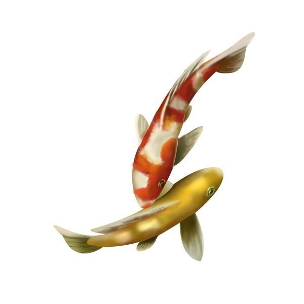 红鲤鱼与黄鲤鱼水彩中国风元素设计
