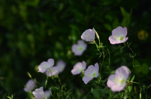 花菱草