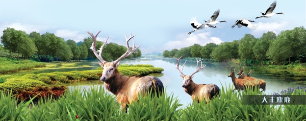 麋鹿丹顶鹤自然保护区图片