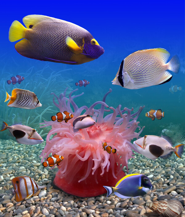 海底海鱼和石头图片