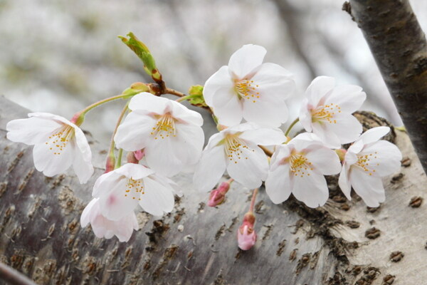 樱花