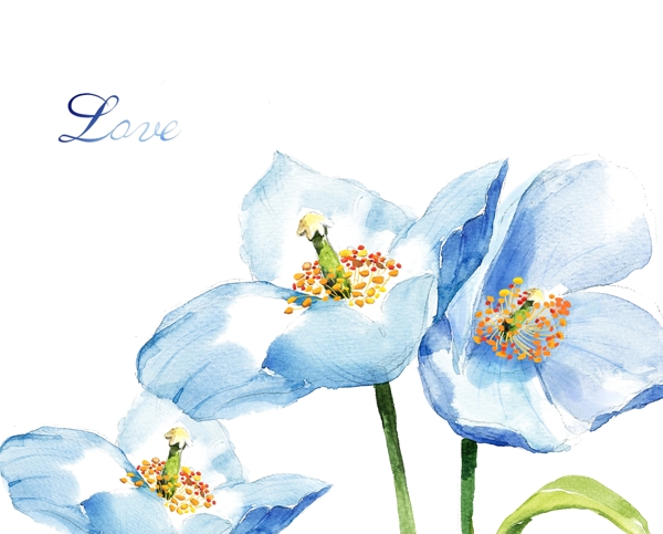 蓝色百合水墨花朵插画图片