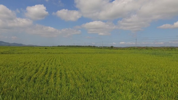 水稻航拍视频素材