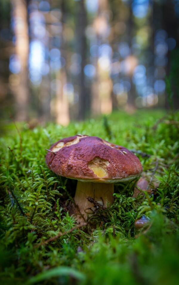 苔藓蘑菇