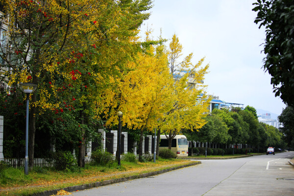 银杏公路