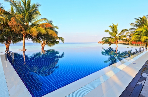 蓝天下的椰子树游泳池图片