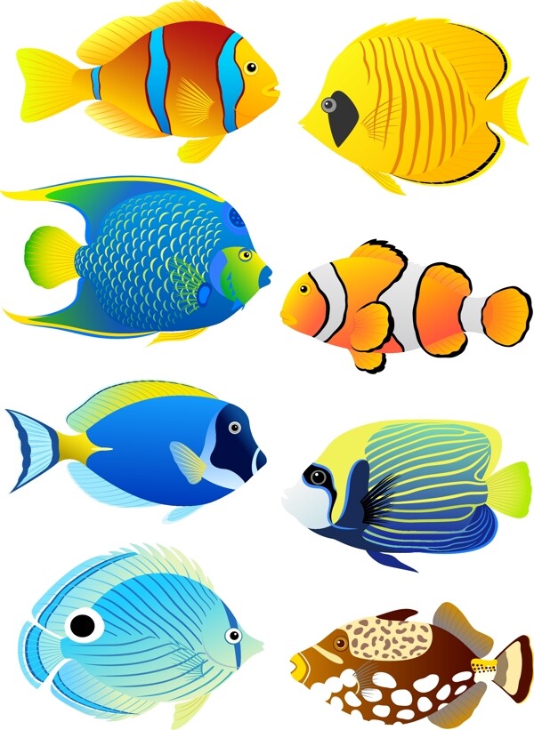 海洋生物鱼图片