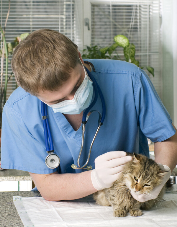 给小猫看病的宠物医生图片