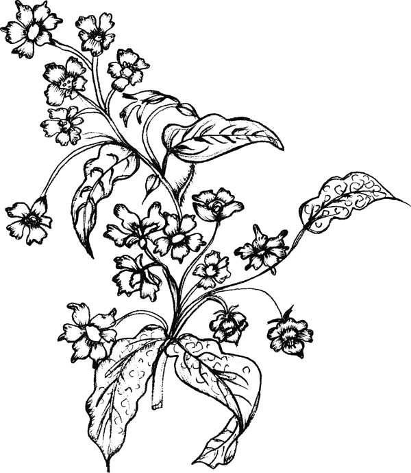 线描植物花卉