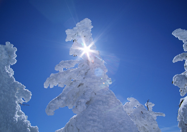 冬天树梢上的雪图片