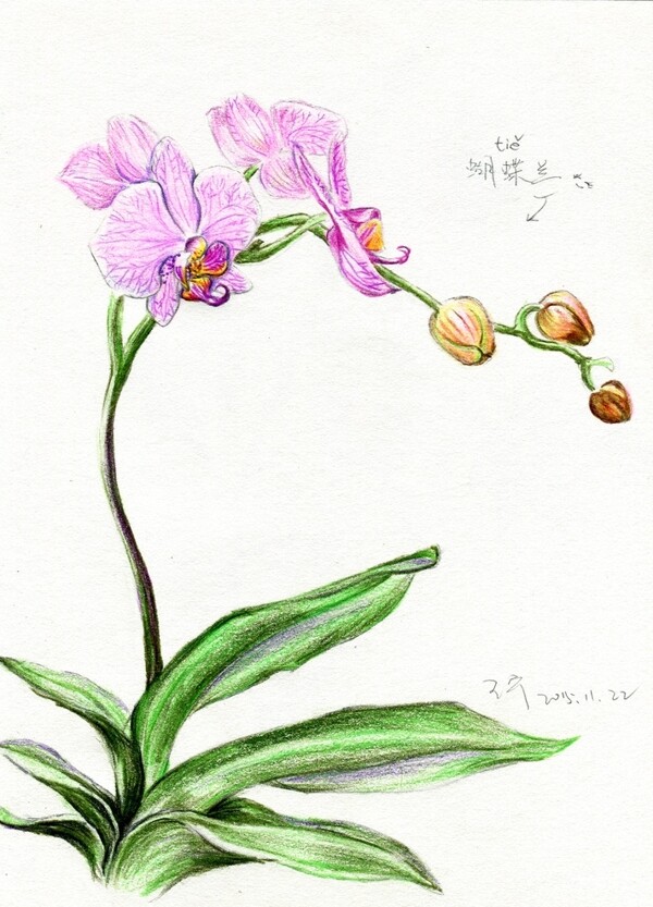 彩铅笔手绘花朵蝴蝶兰花