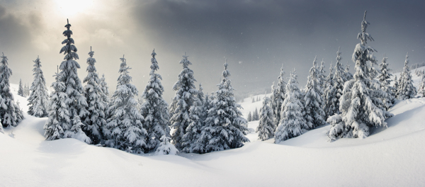 雪地树木景色图片