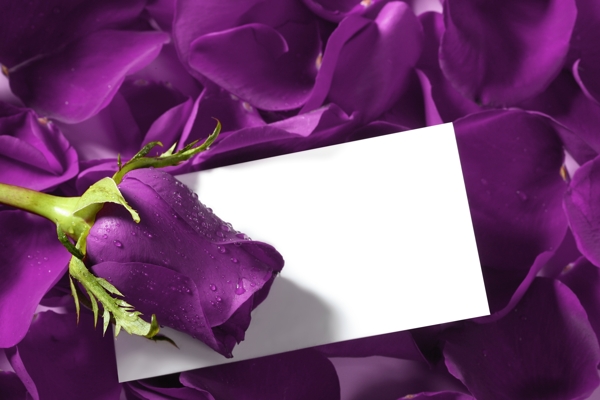 紫色玫瑰与卡片图片
