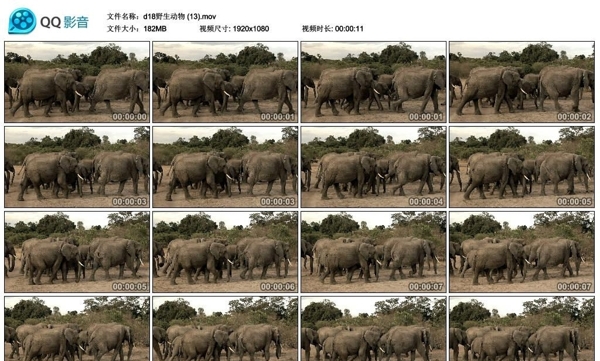非洲大象高清实拍视频素材