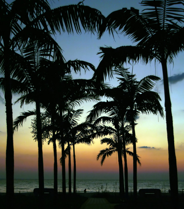 棕榈树的剪影在海洋