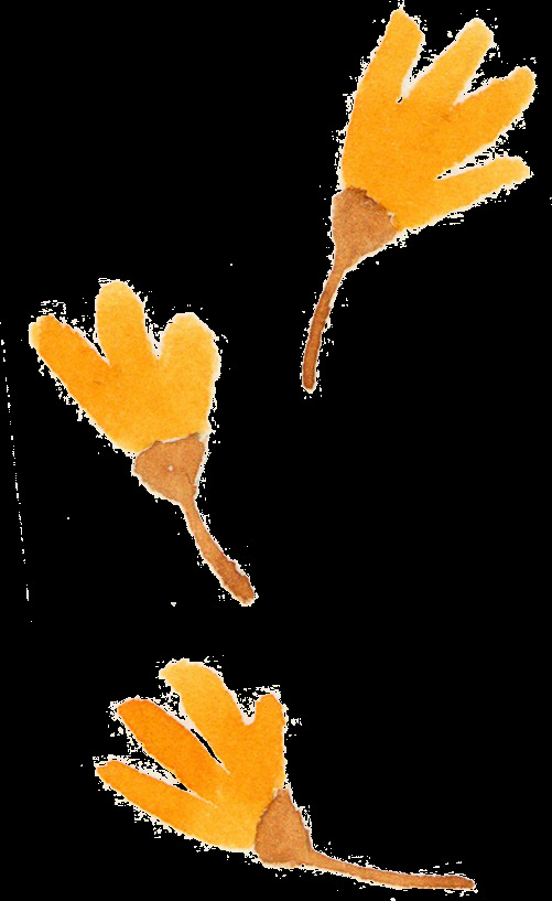 水彩橘色花朵免扣素材合集
