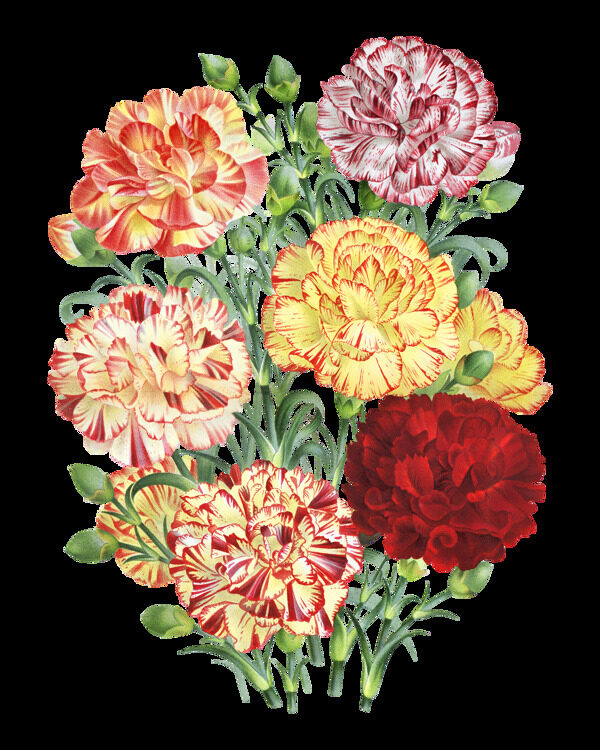 高清彩色康乃馨花束装饰元素