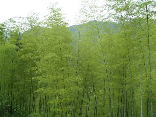 皖南竹林图片