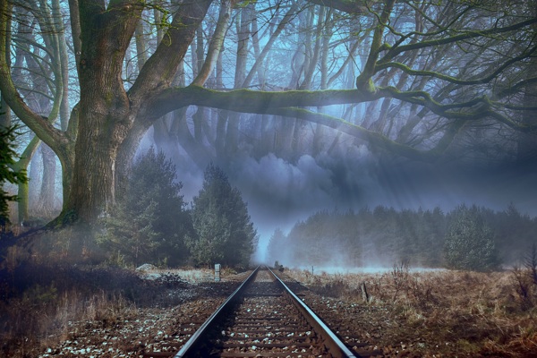 神秘的森林雾气景观图片素材壁纸