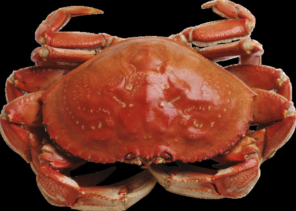 红色大螃蟹图片免抠png透明图层素材
