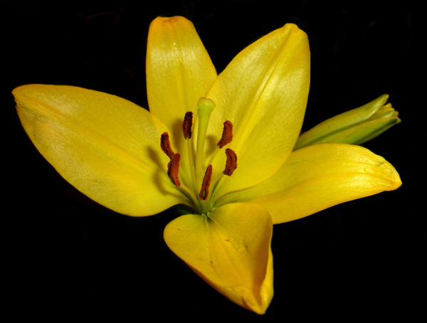 位图植物写实花卉花朵喇叭花免费素材