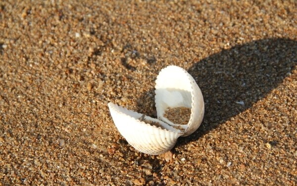 孤独的贝壳图片