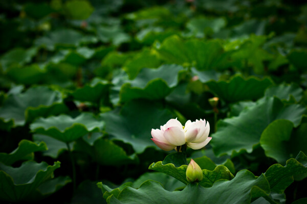 莲花风景摄影图片