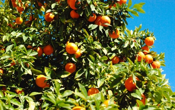 橘子橙色橙柑橘类水果
