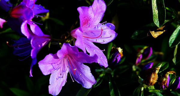 紫色杜鹃花图片