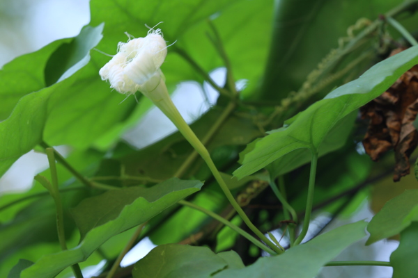 瓜蒌花儿