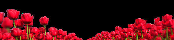 红色玫瑰花丛png元素