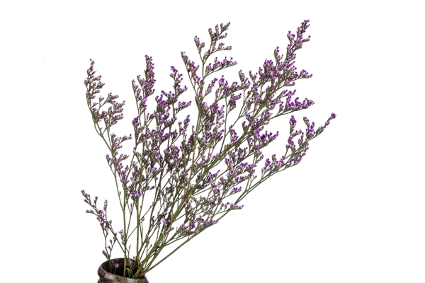 紫色实物花卉免扣PNG图